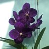 ВАНДА (VANDA Pakpanang Blue) 